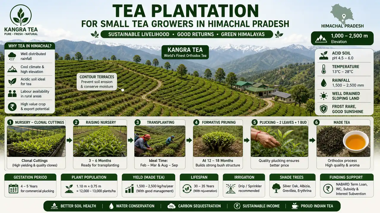 Tea plantation for small tea growers in Himachal Pradesh showing contour terraces, clonal cuttings, transplanting, pruning, and two leaves plus one bud plucking