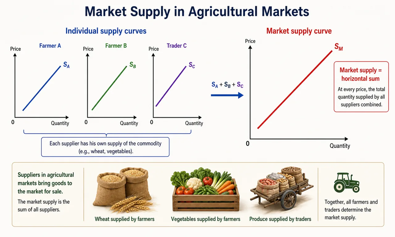 Market supply visual showing three individual supply curves and one market supply curve formed by horizontal summation, with agricultural context