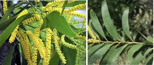 Acacia auriculiformis (Australian Wattle) tree