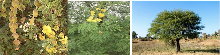 Acacia nilotica (Babul) tree growing in black cotton soil