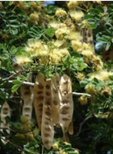 Albizia lebbeck seed pods that rattle in the wind