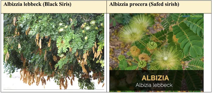 Albizia tree with spreading canopy and bipinnate leaves