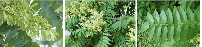 Ailanthus excelsa tree known as Tree of Heaven