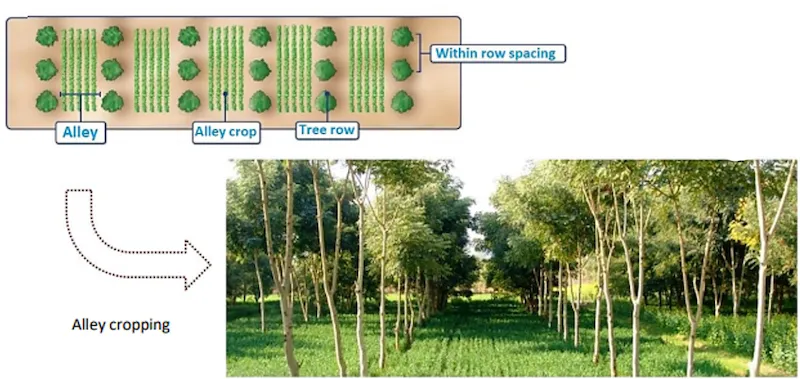 Close-up view of alley cropping showing pruned hedgerow biomass applied as mulch between crop rows