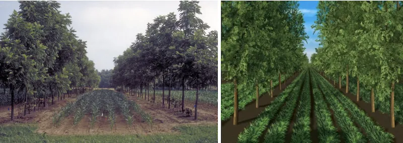 Alley cropping system showing crops growing in alleys between rows of leguminous hedgerow trees