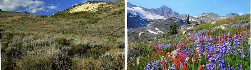 Alpine scrub vegetation above the tree line