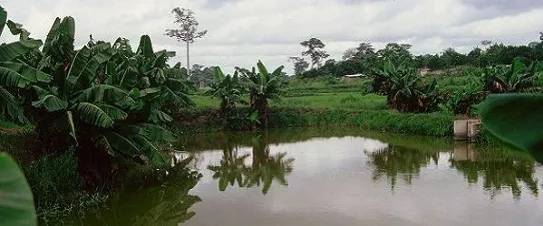 Aquaforestry system with trees planted around the banks of fish ponds