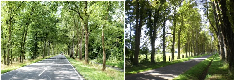 Avenue planting with trees on both sides of a road