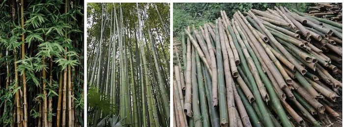 Bamboo forest showing dense clumps of bamboo culms