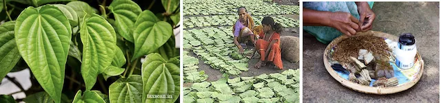 Tendu leaves from Diospyros melanoxylon used for bidi making