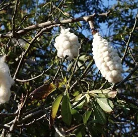 Bombax ceiba (Semal) tree with bright red flowers