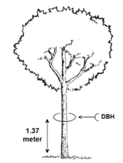 Diagram showing breast height measurement point at 1.37 m on a tree