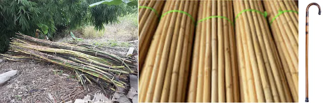 Canes and rattans used for baskets and furniture