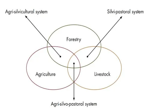 Chart showing the sub-systems under each major agroforestry category