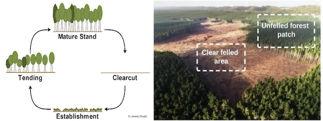 Clear felling operation removing all trees from a coupe