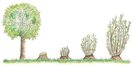 Coppice forest regenerated from vegetative methods with shorter multi-stemmed trees