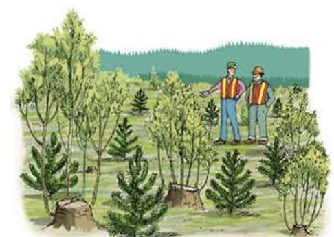 Coppice silvicultural system showing regrowth from stumps