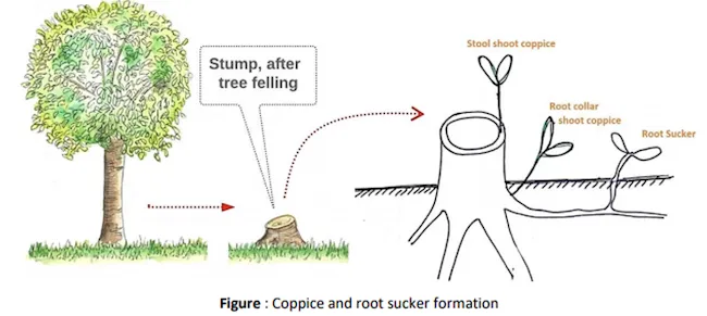 Coppicing technique showing tree cut at 30-45 cm from ground with new shoots