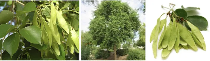 Dalbergia sissoo (Shisham) tree with compound leaves
