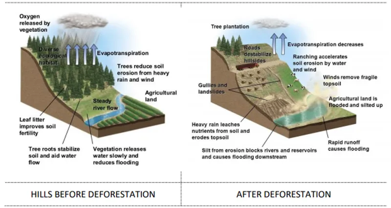 Effects of forests on climate, soil, and water cycle