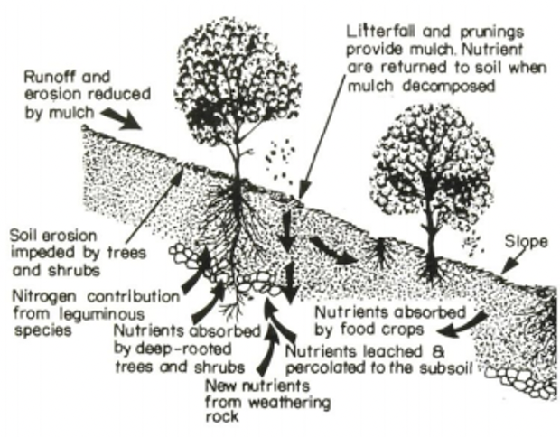 Effect of Trees on Forest