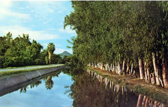 Eucalyptus bio-drainage mechanism removing excess soil water through transpiration