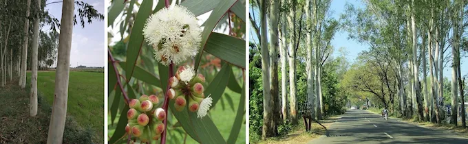 Eucalyptus tree showing tall straight trunk and narrow canopy