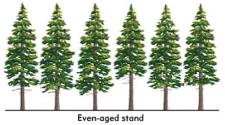 Even-aged forest stand with trees of similar height and age