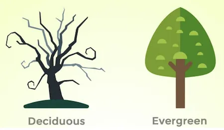 Comparison of evergreen and deciduous trees showing leaf retention patterns
