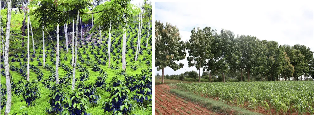 Farm forestry showing trees planted on field boundaries