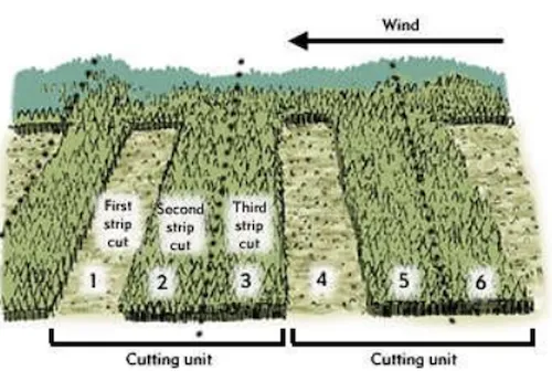 Diagram showing felling area division into annual coupes