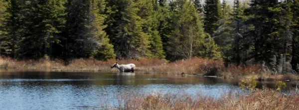 Forest ecosystem showing interactions between trees, soil, water, and wildlife