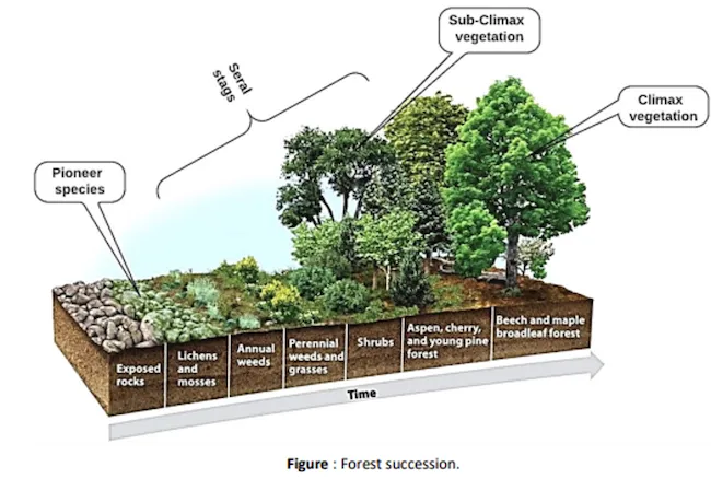 Forest succession stages from pioneer grasses to climax forest