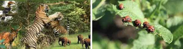 Wildlife in forest habitat