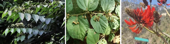 Grewia optiva (Beul) tree in sub-Himalayan region