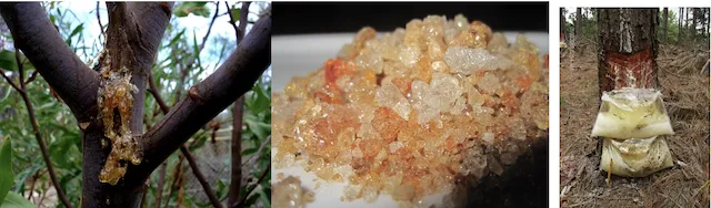 Gums and resins collected from forest trees