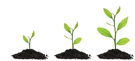 High forest regenerated from seed with tall trees and strong tap roots