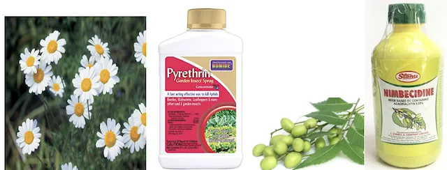 Natural insecticides derived from forest plants