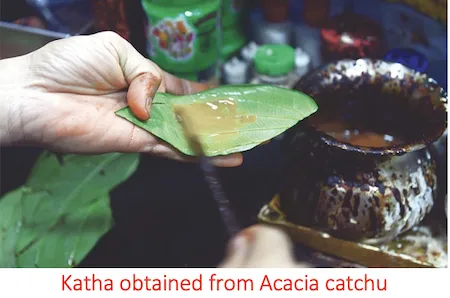 Katha extracted from Acacia catechu heartwood