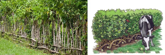 Live fence made of closely planted trees and shrubs acting as a biological barrier around a farm