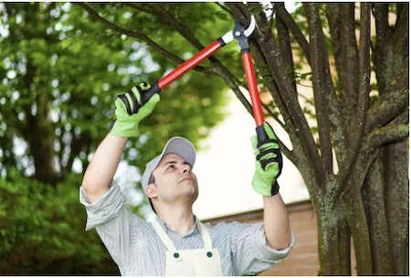 Lopping branches from a tree for fodder and fuel