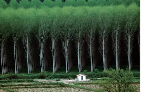 Man-made plantation forest with uniform rows of trees