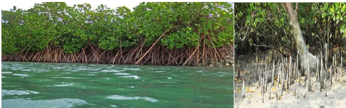 Mangrove forest in coastal intertidal zone
