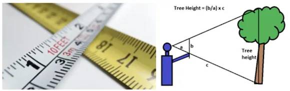 Forest mensuration showing tree measurement techniques
