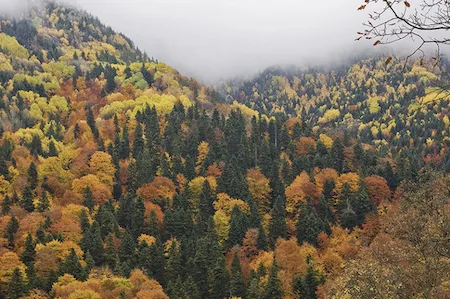 Mixed forest with multiple tree species in the canopy