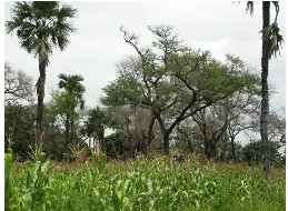 Mixed wood lot with multiple tree species growing together for diverse products