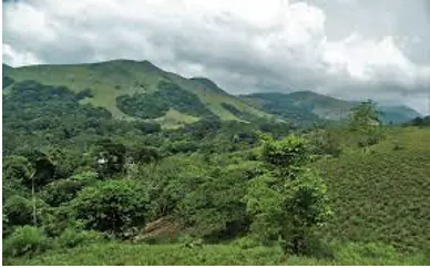 Montane subtropical forest in hilly terrain