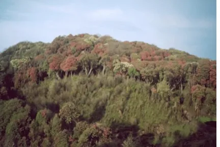 Montane temperate forest with coniferous trees