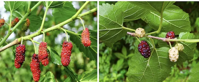 Mulberry (Morus alba) tree with serrated leaves