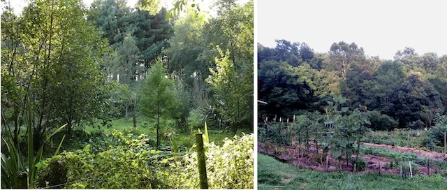Multi-species tree garden with diverse tree species growing in a mixed arrangement